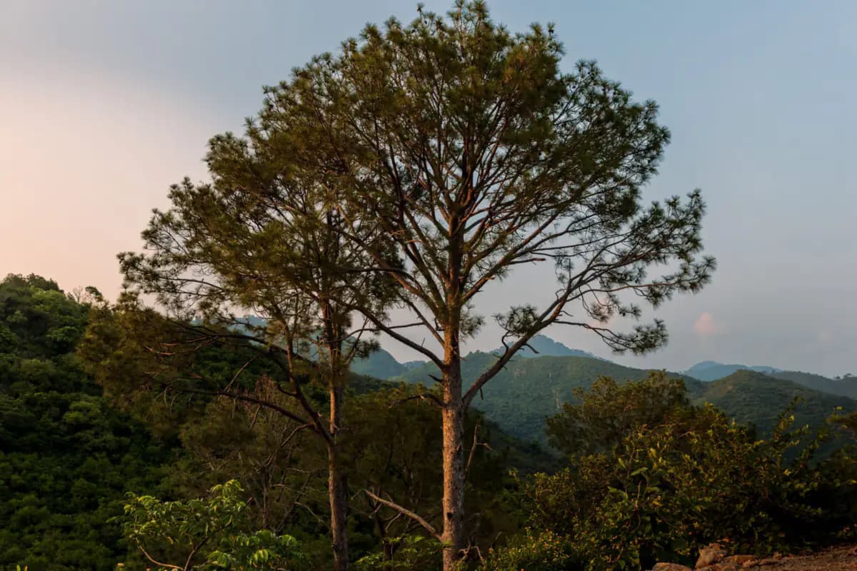 A tall pine tree on a hillside at sunset, with the green wooded ridges of the Margalla Hills behind